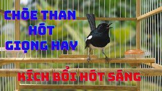 Chòe Than hót giọng rừng kích bổi sổ bọng. Luyện giọng chòe than. Chòe than hót sáng gọi bổi cực hay