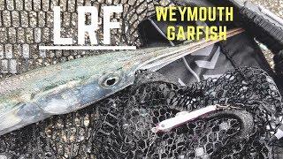 LRF - Weymouth Garfish