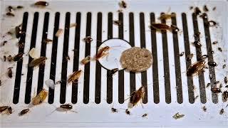 Uncovering the Truth: Why Daycare Centers Attract Roaches and How to Prevent Infestations Home clean