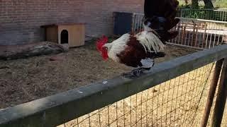 Galletto Amburghese?