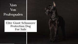 Elite Executive Level Family Protection Security Dog Giant Schnauzer "Xion von Prufenpuden" 2 Yrs