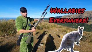 Hunting Wallabies in Canterbury New Zealand | Winter Roadie Part 5