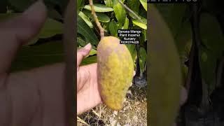 #Banana Mango Plant #Inzamul #Nursery
