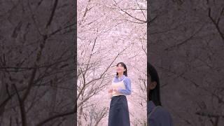 벚꽃 사진 잘 찍는 법 벚꽃잎 한가득샷