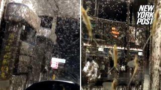 Nightmare swarm of bugs takes over Louisiana gas station