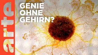 Der Blob - Intelligenz ohne Gehirn? | Doku Reupload | ARTE