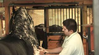 Friesian Grooming, Wash & Dry HD from Iron Spring Farm