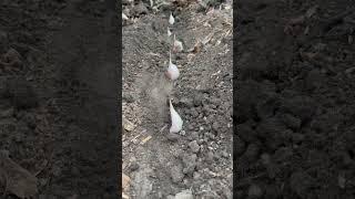 Plant Your Garlic NOW! This way #homesteading #garlic #selfreliant #gardening