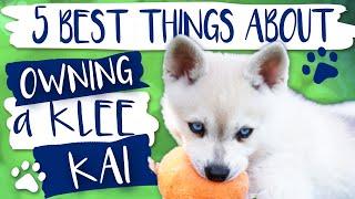 Alaskan Klee Kai | 5 Best things about owning a Klee Kai