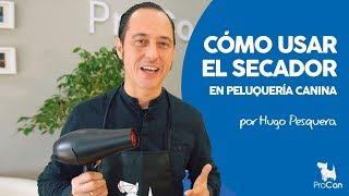 Cómo secar el pelo a un perro con secador | Curso de peluqueria canina