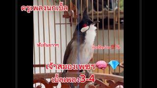 EP:16 คลิป1 ชม.ครึ่ง เจ้าสมองเพชร นกเบิ้ลเพลง3-4 เบิ้ลอาชีพ เอาใจสายก๊อปนก #นกครู #นกกรงหัวจุก