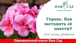 Герань. Почему не цветёт герань? Советы от агронома Ваш Сад