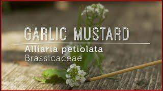 Flowering GARLIC MUSTARD: Catch & Eat now before it goes to seed!