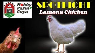 HFG Farm Animal Spotlight: Lamona Chicken