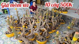 Diễm  0787905052 phôi mai vàng giảoThủ Đức 13/3 miền tây tôi yêu ltk bonsai (@MaivàngQuêdừa)