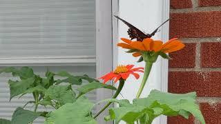 Mexican Sunflower Visitors: the Hummingbird, the Butterfly, and the Bumblebee