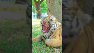 OMG!!! Adorably fierce little tiger cubs. So scary! (Compilation) #tigercub  #tiger #adorable