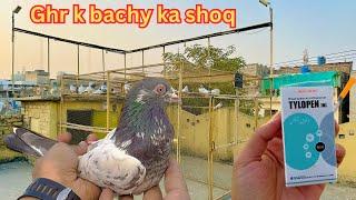 Ghr k bachy ka shoq | breeding progress | | Dar pigeons club |