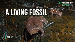 A Living Fossil: The Purple Frog's Brief Life on Land | Animal Behaviour | @RoundglassSustain