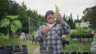 Taking Cuttings Of The Devil Plant