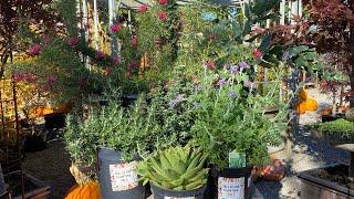 Fall is for Planting with Water-Wise Plants