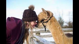 Alpaca walks Cheshire