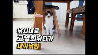 와인드링 낚시대로 고영희 낚아봤니? A fishing rod for cat/토토네토스트