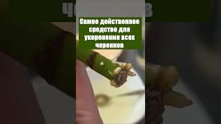 Самое действенное средство для укоренения всех черенков #огород #сад #цветы #дача