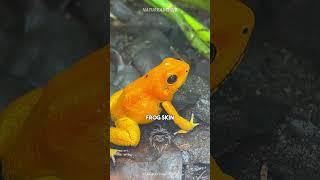 Golden Poison Frog | DEADLIEST Frog 