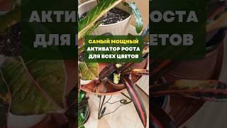 Самый мощный активатор роста для всех цветов#цветы#сад