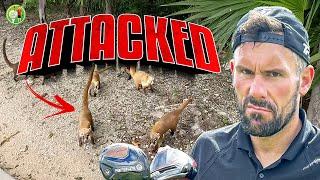 We got ATTACKED by Coatis'!!!