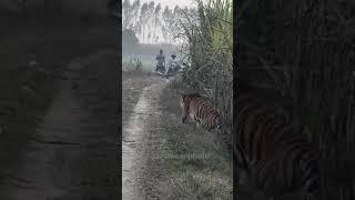 Loin suger cane farm front of farmer