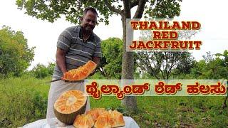 ಥೈಲ್ಯಾಂಡ್ ರೆಡ್ ಹಲಸು | Jackfruit nursery in karnataka