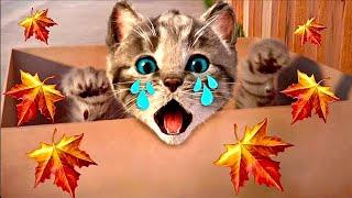 ADVENTURE OF A LITTLE KITTEN cartoon about kittens cartoon for kids and toddlers cartoons on #1139