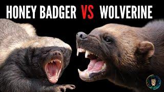 Honey Badger vs Wolverine: Nature's Fiercest Fighters