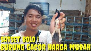 HERAN SAMA KIOS INI ! BURUNG GACORAN KOQ BISA JUAL MURAH FULLSET LAGI, LGSG CEK BOLO