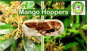 હોપર/મધિયો/ડેઘા/ઘોડા ને અત્યારે જ અટકાવીએ #mango #hopper #pestcontrol #honeydew #madhiya