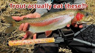 You’ll never believe what these trout are eating..