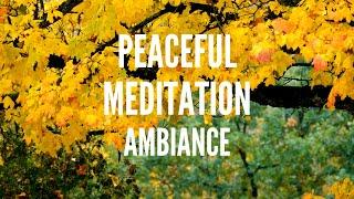 Peaceful Meditation w/ Subtle Music & Ambiance [Study, Meditation, & Relaxation]