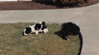 Mini Bernedoodle Puppies For Sale