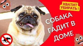 Как отучить собаку гадить дома?