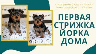 Первая стрижка Стэйси. Как стричь йоркширскому терьеру ушки, когти, лапки, мордочку (щенку 2 месяца)