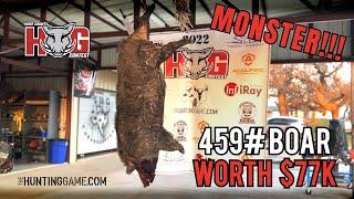 HUGE 459 lb Boar (Worth $77,000) | The Wise County Hog Contest (2022)