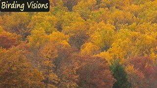 Autumn morning in Pennsylvania - singing Song Sparrows and Waxwings