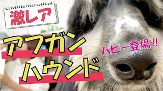 【激レア】超大型犬・アフガンハウンドのパピーは意外な性格だった！