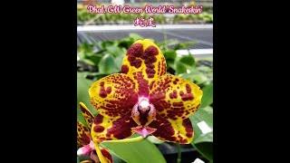 Орхидея фаленопсис Phal. GW Green World Snakeskin