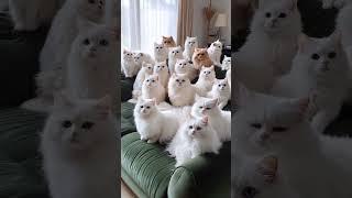 Cute Cats #laughoutloudpets #cat #funny #cat #dogs #pets #shorts #shorts