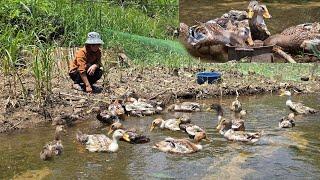 Lovely DUCKS Get Their Dream Home By The Stream! | Tiểu Liễu-17 year old
