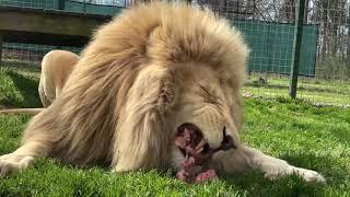 Lion eats turkey in minutes.