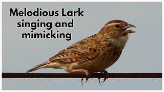 The Melodious Lark, a southern African lark, singing and mimicking other local bird species.